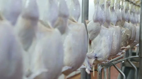 Chicken processing line at poultry farm. Video stock 100445839