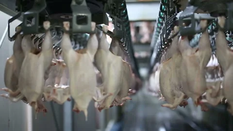 Chicken processing line at poultry farm. Video stock 100445894