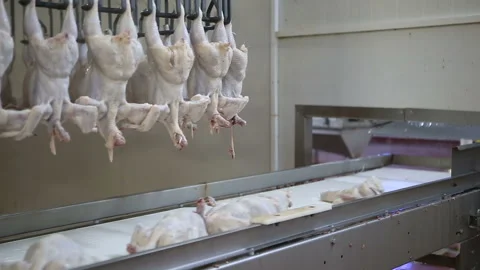 Chicken processing line at poultry farm. Video stock 100446035