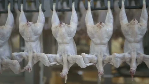 Chicken processing line at poultry farm. Video stock 100446270