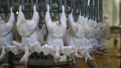 Chicken processing line at poultry farm. Video stock 100446438