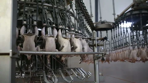 Chicken processing line at poultry farm. Video stock 100446502