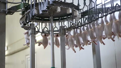 Chicken processing line at poultry farm. Video stock 100446520