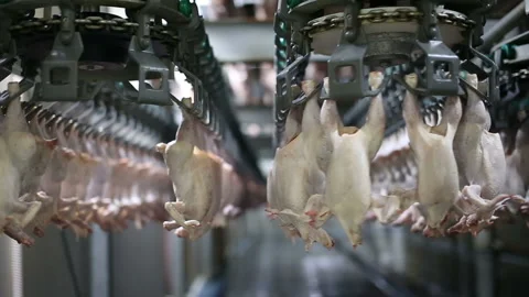 Chicken processing line at poultry farm. Video stock 100446547
