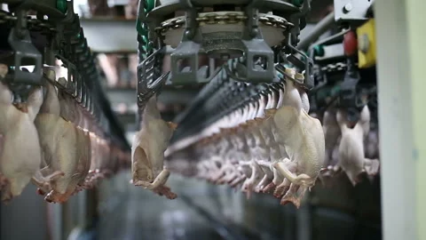 Chicken processing line at poultry farm. Video stock 100446584