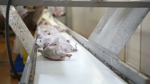 Chicken processing line at poultry farm. Video stock 100446586