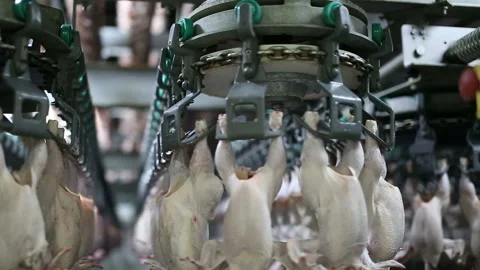 Chicken processing line at poultry farm. Video stock 100446620