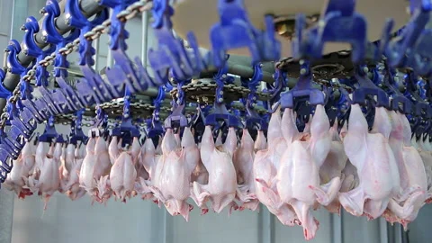 Chicken processing line at poultry farm . Meat production line . Food factory Stock Footage