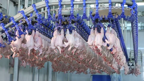 Chicken processing line at poultry farm . Meat production line . Food factory Stock Footage 132326544
