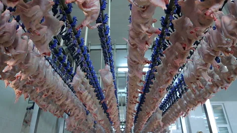 Chicken processing line at poultry farm . Meat production line . Food factory Video stock 132326650
