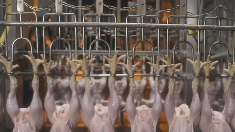 Chicken processing line at poultry farm. Chicken meat production line. Food Stock Footage 154594751