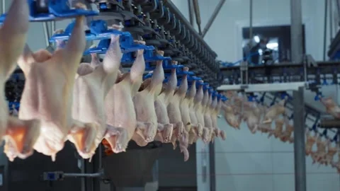 Chicken processing line at poultry farm. Chicken meat production line. Stock Footage 203929264