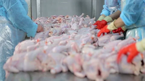 Chicken processing at poultry farm . Women in gloves working at chicken factory Stock Footage 132326754