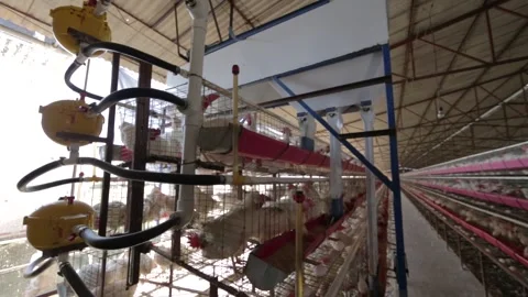 Chicken production line Video stock 150479430
