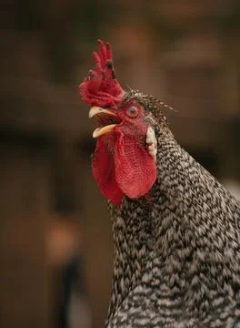 A chicken pulling a funny face Stock Photos