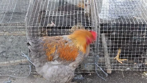 Chicken in red feathers Stock-Footage 73150076