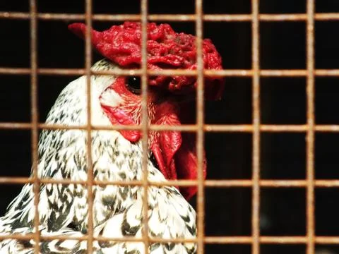A chicken with a red head is peeking through a metal fence. Stock Photos