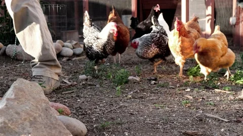 Chicken Release and Feed Stock Footage 169325094