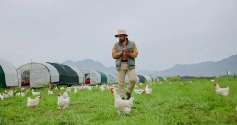 Chicken, research and tablet with man on farm for agriculture, poultry records Stock Footage 335894356
