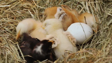 Chicken resting after hatching in a hay nest Video stock 162873914