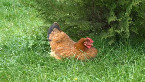 Chicken resting on the grass Stock Footage 139919698