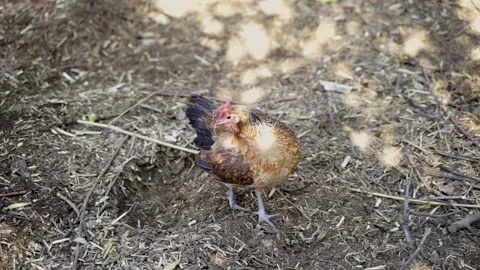 Chicken resting on the ground grooming feathers Stock Footage 144516167