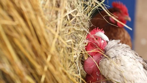 Chicken resting by the straw bale, 400 fps slow motion, stockvideo Stock Footage 87859658