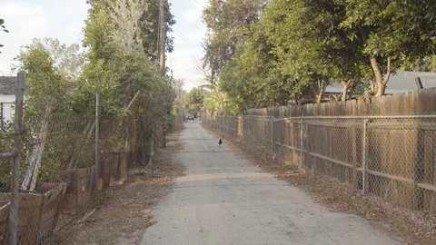 Chicken on a road Stock Footage 103130192