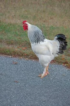Chicken in the road Stock Photos