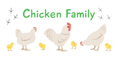 Chicken rooster and chicks in different poses 스톡 일러스트