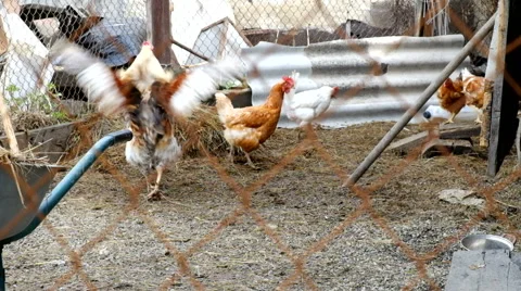 Chicken rooster barn Stock Footage 63167745
