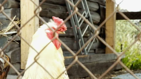 Chicken rooster barn Stock Footage 63167869