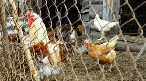 Chicken rooster barn Stock Footage 63168081