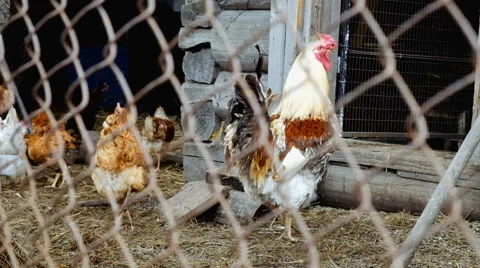 Chicken rooster barn Stock Footage 63168217