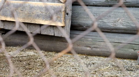 Chicken rooster barn Stock Footage 63168376