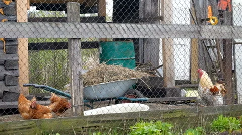Chicken rooster barn Stock Footage 63169873