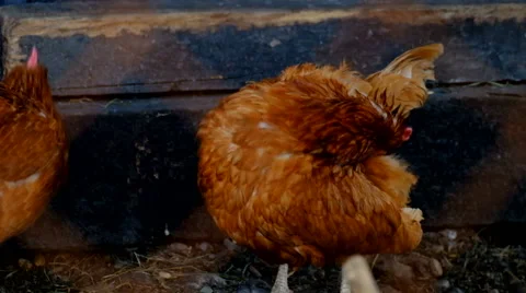 Chicken rooster barn Stock Footage 63173600