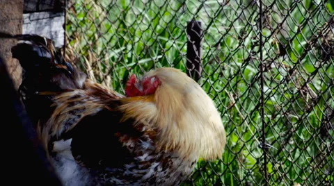 Chicken rooster barn Stock Footage 63173917