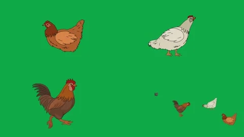 Chicken Rooster Chick Hen 2d animated cartoon character on green screen High Stockbeeldmateriaal 334703425