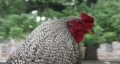 Chicken rooster closeup of head Ft Sam Houston HD HD Footage