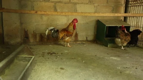 CHICKEN, ROOSTER Stock Footage 306688747