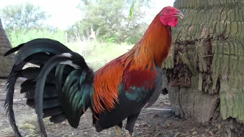 Chicken  Rooster Video stock 323343189