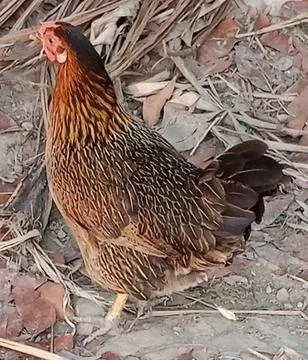 Chicken, rooster, Foto stock