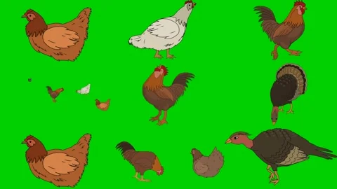 Chicken Rooster Turkey Chick Hen Bird Poultry Fowl Wing 2d animated cartoon Stock Footage 334703245