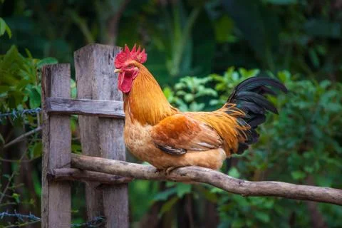  chicken is roosting on a fence post of a small farm gate. Stock Photos