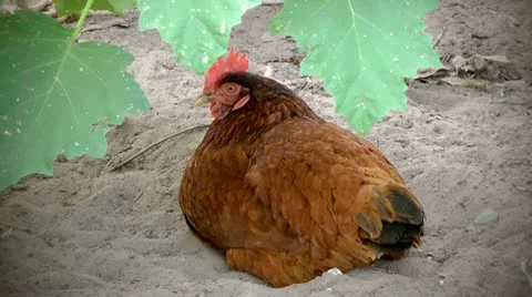Chicken roosting Stock Footage 10577325