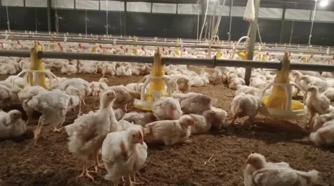 Chicken routine in the cage. Stock Footage 264139492