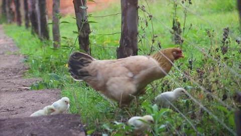 Chicken Run Stock Footage 135738965