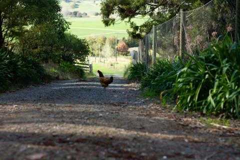 Chicken Run Stock Photos