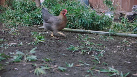A chicken running across the yard in front of a pile of bamboo. Stock Footage 265633635